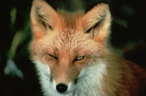 red fox, animal, wildlife